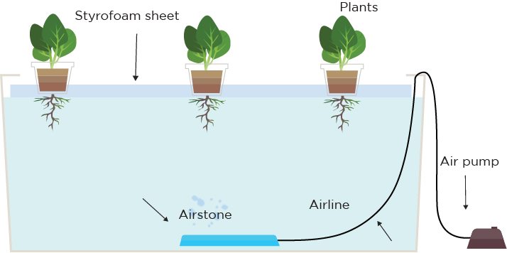 Welcome to the Water Wonderland: Why Go Soil-Free?