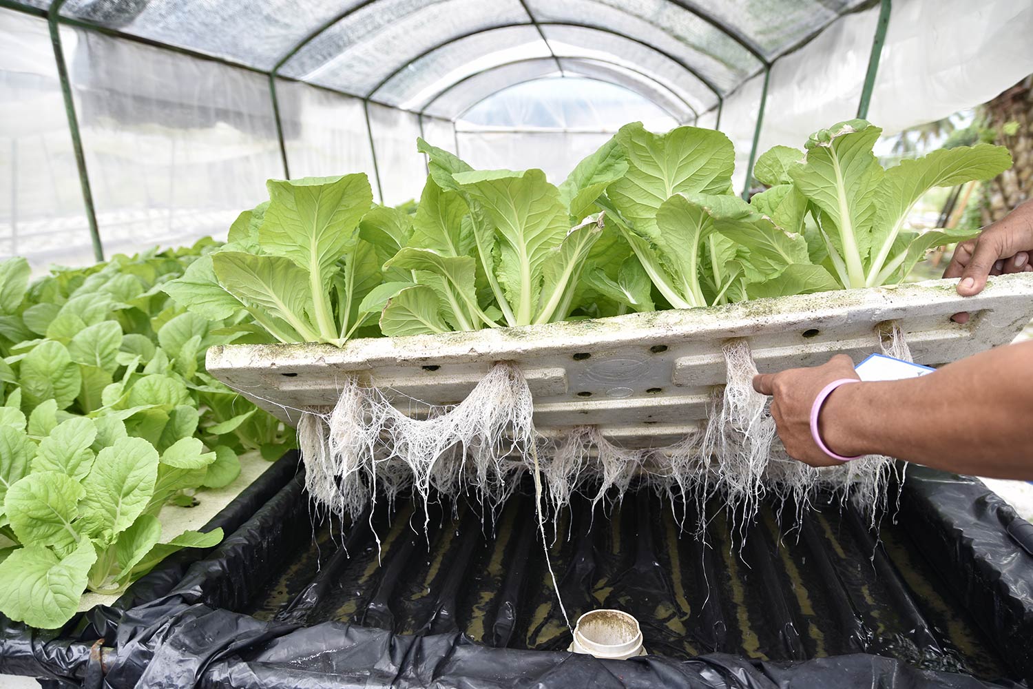 Ditch the Dirt! Hydroponics: Your Guide to Growing Like a Hydro-Pro (Even if You’re a Total Newbie!)