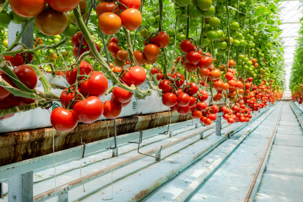 Turning Your Soilless Tomatoes into Nutritional Powerhouses with Biostimulants!